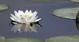 European white waterlily