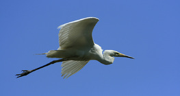 Great egret in flight