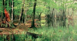 Znikające jeziora: torfowisko