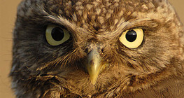 Portret pójdźki zwyczajnej