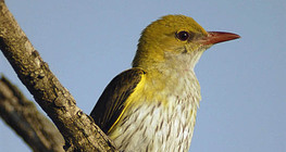 Eurasian golden oriole (female)
