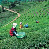 Plantacja herbaty w Japonii