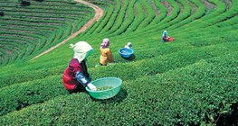 Plantacja herbaty w Japonii