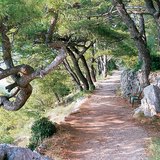 地中海的植被