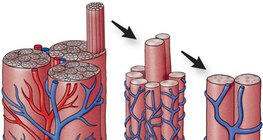 Capillary network in muscles