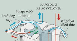 A gerincvelő egy részlete