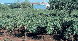 Terra rossa, czerwona gleba wypełniająca pustki krasowe