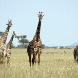 Giraffes in the Serengeti National Park