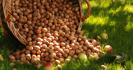 한 양동이의 호두