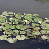 European white waterlily