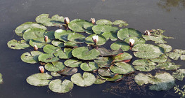 European white waterlily