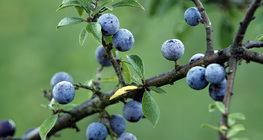 Sloe berries