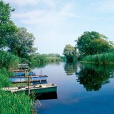 Gęsta trzcina zapewnia czystość wody wpadającej do jezior