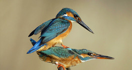 Common kingfishers mating