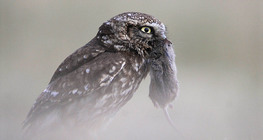 Pójdźka zwyczajna ze swoją zdobyczą