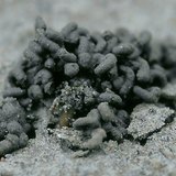 Фекалии дождевого червя