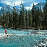 التايغا في كندا