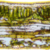 Przekrój poprzeczny blaszki liściowej