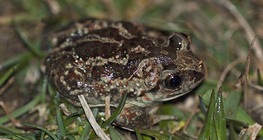 Spadefoot toad