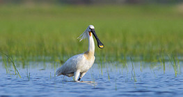 Eurasian spoonbill