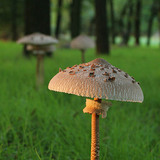 Parasol mushroom