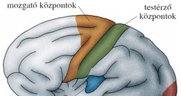 Az agykéreg központjai