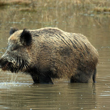 Wild boar