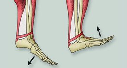 How calf muscles work