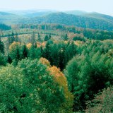 Лиственный лес является природным растительным покровом в зоне умеренно континентального климата