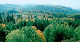 Las liściasty, naturalna roślinność klimatu umiarkowanego