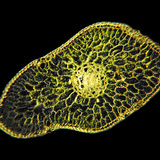 银杉叶的横截面