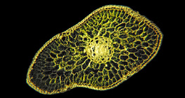 전나무의 잎의 횡단면