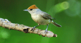 Blackcap