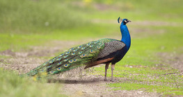 Peacock