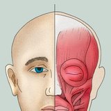 面部肌肉（或表情肌肉）