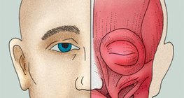 Facial muscles (or mimetic muscles)