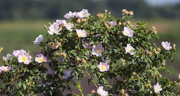 Flowers of the dog-rose
