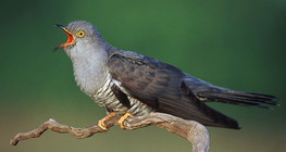 Juvenile Common cuckoo