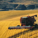 Уборка урожая зерновых культур