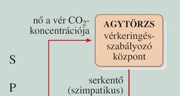 A vegetatív idegrendszer a szívműködés szabályozásával biztosítja a szervezet megnövekedett energiaszükségletét