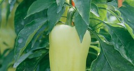 Стручковый перец (растение)