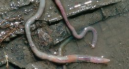 비 후의 지렁이 죽음