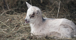 Young goat (kid)