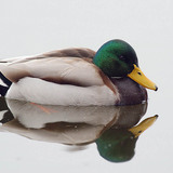 Mallard