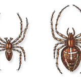 Pająk Krzyżak ogrodowy (samiec i samica)