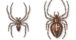 Pająk Krzyżak ogrodowy (samiec i samica)