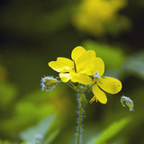 Greater celandine
