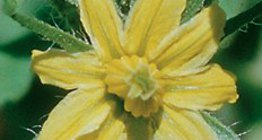 Цветок томата