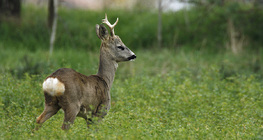 Roebuck