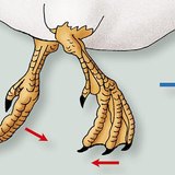 Ruchy nóg kaczki domowej w wodzie